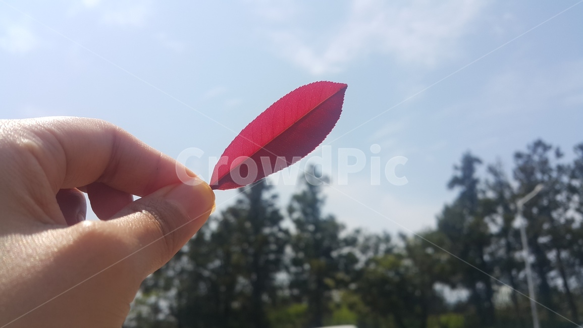 하늘,단풍,나뭇잎,감성,잎,하늘색,빨간색,컬러,나무,sky,가을,단풍잎