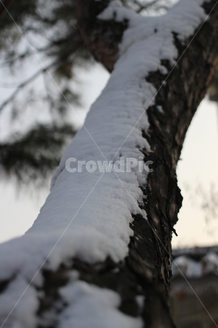 나무,눈,길쭉,tree,snow,겨울,계절,winter,season,식물,자연,plants,nature,나무,trees,wood