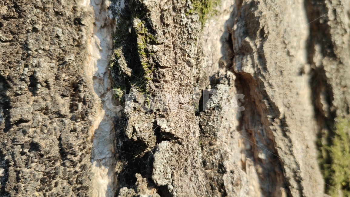 나무껍질,나무질감,식물,나무,plant,tree,bark,woodtexture,식물,자연,plants,nature,나무,trees,wood,텍스처,질감,패턴,texture,pattern