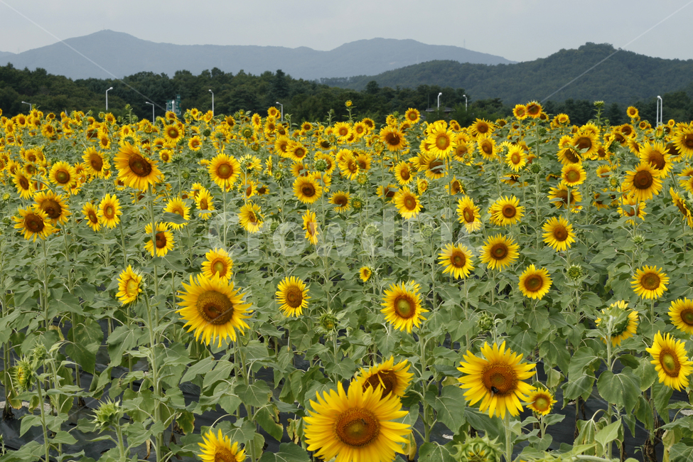해바라기,꽃,여름,풍경,군락지,여름,계절,summer,season,가을,fall,autumn,식물,자연,plants,nature,꽃,flower,plant,blossom