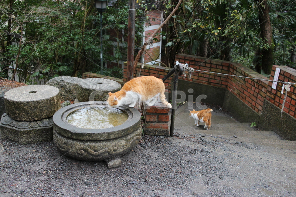 길고양이,고양이,물마시는고양이,길냥이,길거리