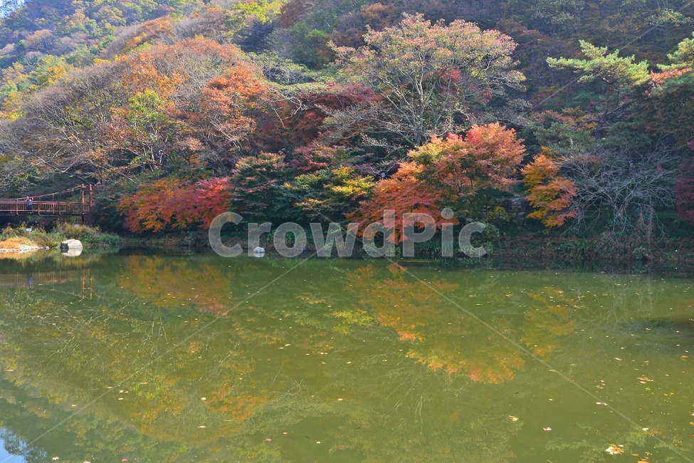 water,물,outdoors,옥외,nature,자연,tree,나무,plant,식물,maple,단풍,leaf,잎,장성,백양사,백양사추색,가을,계절,추색,만추,단풍잎,반영,가을,계절,fall,autumn,season