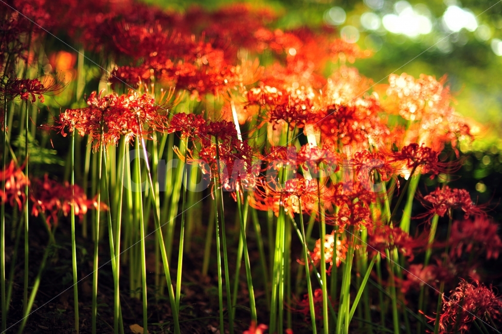 불갑사,상사화축제불갑사,꽃무릇,꽃,빛내림,자연,풍경사진,식물,자연,plants,nature,꽃,flower,휴식,힐링,rest,relaxation,healing,감성,sensible,feeling