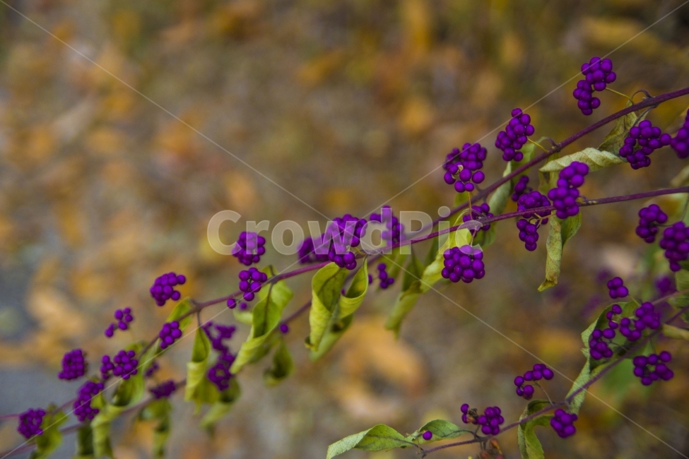 열매,보라색,산책,식물,베리,보라색열매,보라열매,자연,nature,fruti,plant,식물,자연,plants,nature,과일,열매,fruit