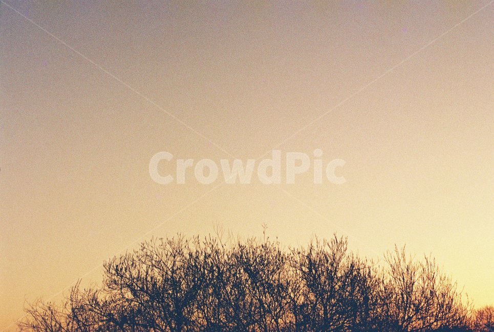 우포늪,늪지,자연,새벽,아침,필름사진,나무,빛,자연,풍경,nature,landscape