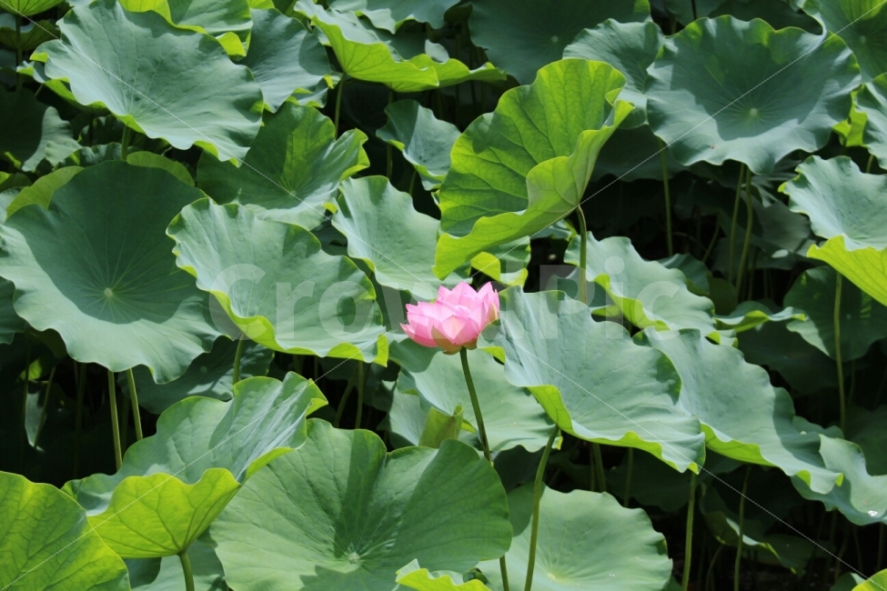 혼자,핀꽃,그것은,연꽃,여름,분홍,식물,자연,plants,nature,꽃,flower