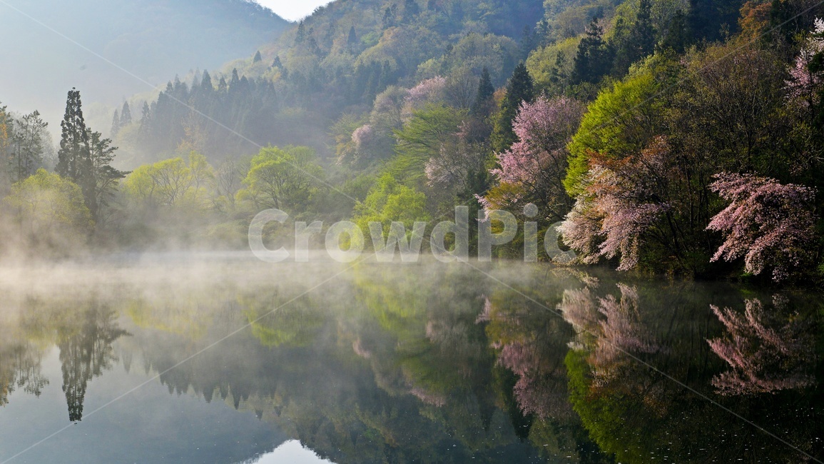 전남,화순,세량지,세량제,저수지,벚꽃,산벚꽃,봄,계절,반영,물안개,여명,아침,nature,자연,outdoors,옥외,water,물,plant,식물,fir,전나무,tree,나무,weather,날씨,경치,경관,풍경