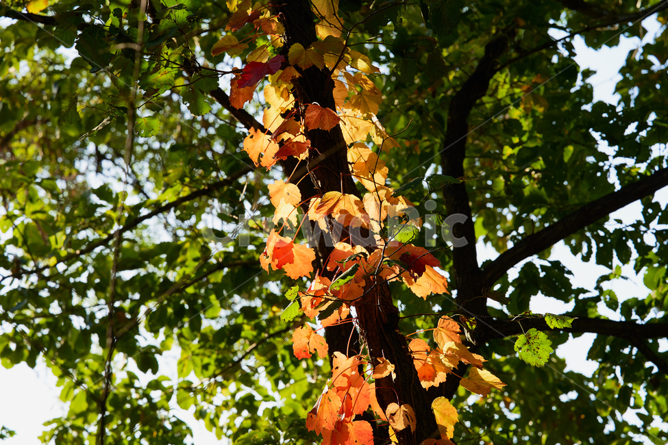 leaf,plant,식물,잎,나무,빨강,대조,빛,light,식물,자연,plants,nature,나무,trees,wood