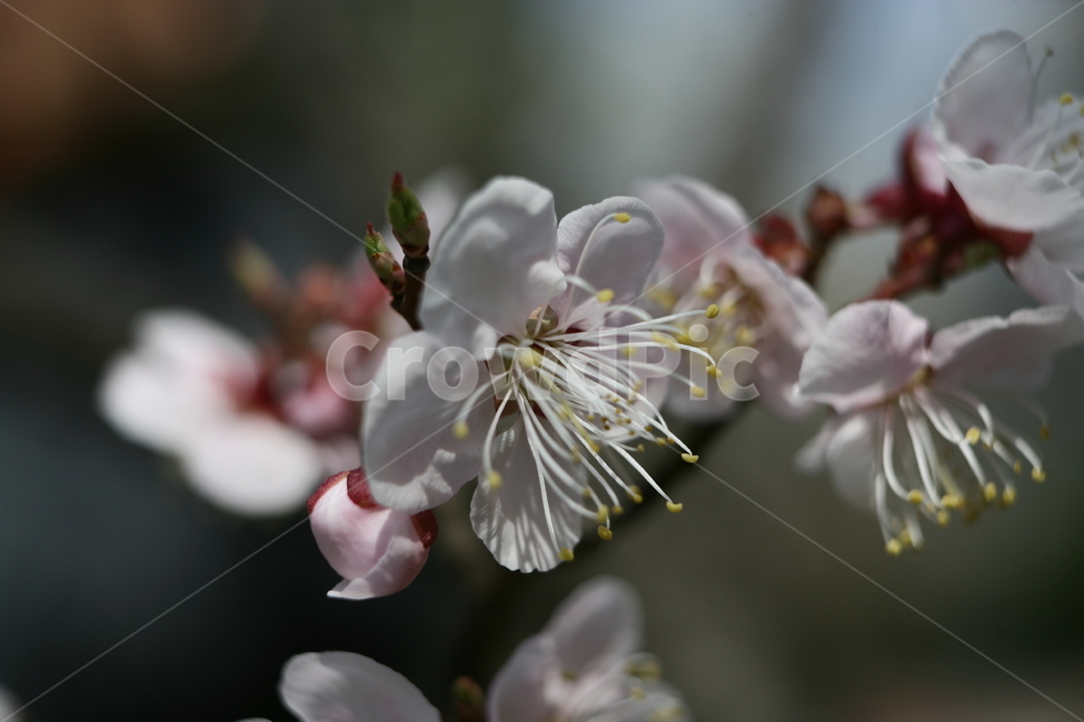 꽃,봄꽃,매화,식물,나무,식물,자연,plants,nature,꽃,flower