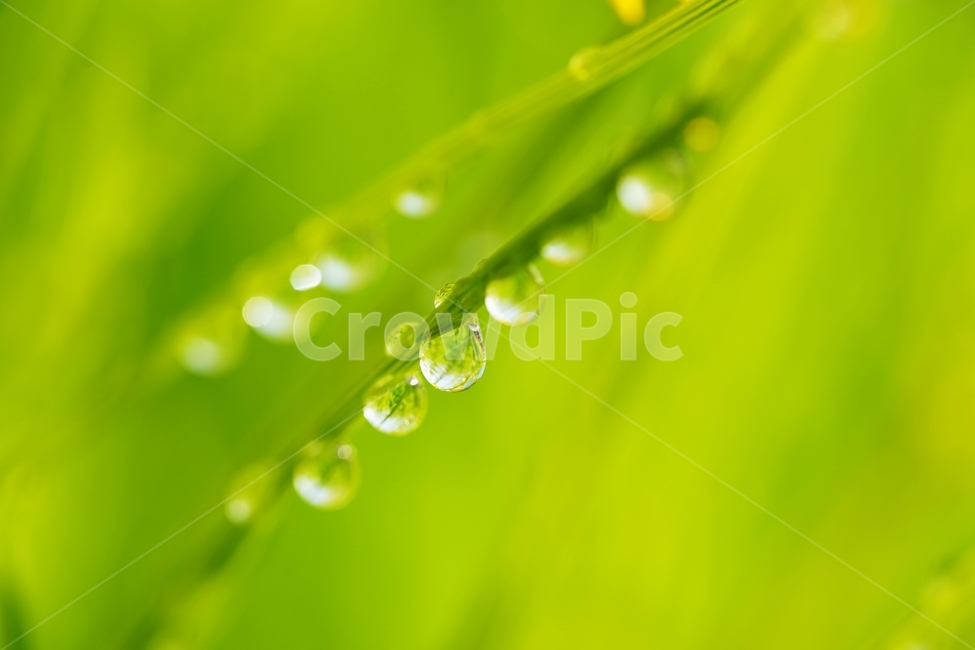 빗방울,비,아침햇살,풀,빛반사,식물,자연,plants,nature