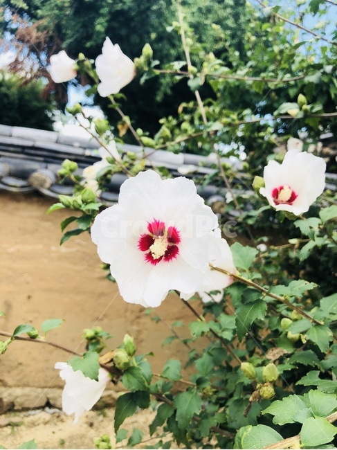 꽃,풍경,봄,무궁화,자연,식물,자연,plants,nature,꽃,flower