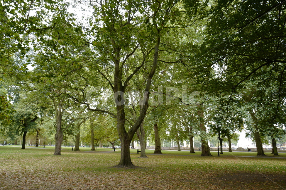 나무,공원,자연,식물,green,식물,자연,plants,nature,나무,trees,wood