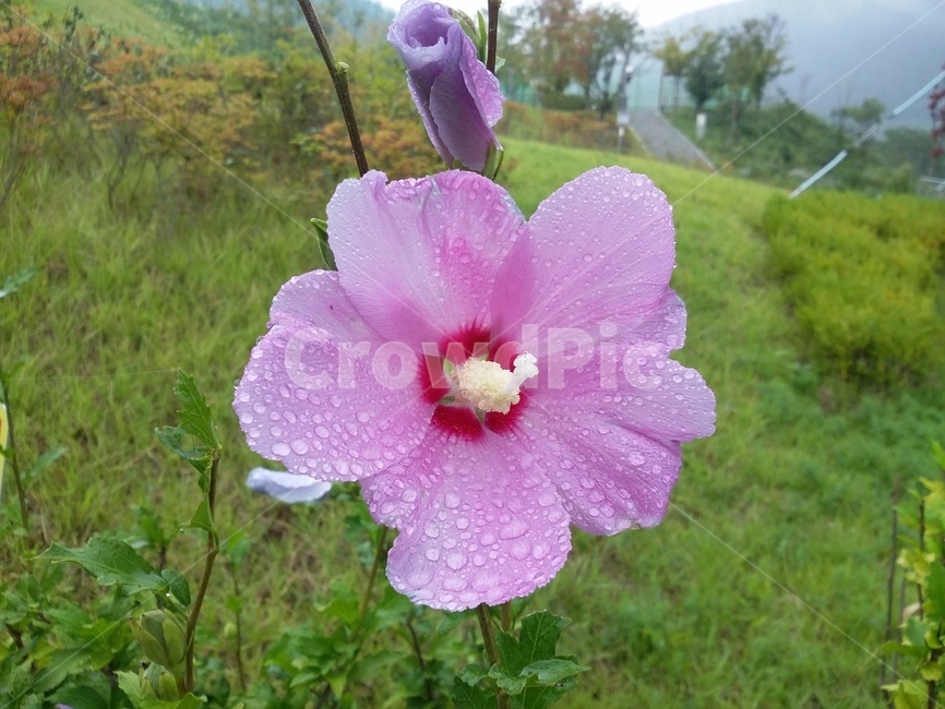 식물,꽃,flower,plant,무궁화,무궁화꽃,자연,식물,자연,plants,nature,꽃,flower