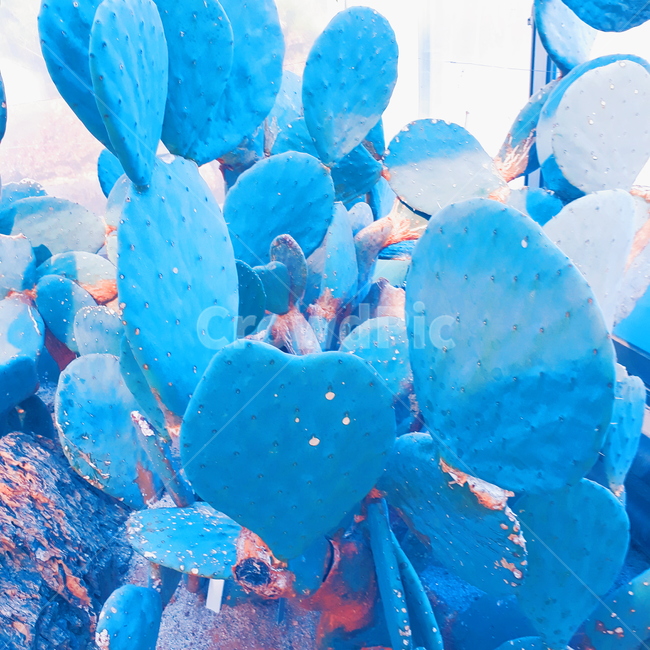 다육,식물,선인장,화분,색감,푸른,파랑,자연,식물,자연,plants,nature,색깔,색상,색채,색감,color sense,color sensitivity,feeling of color
