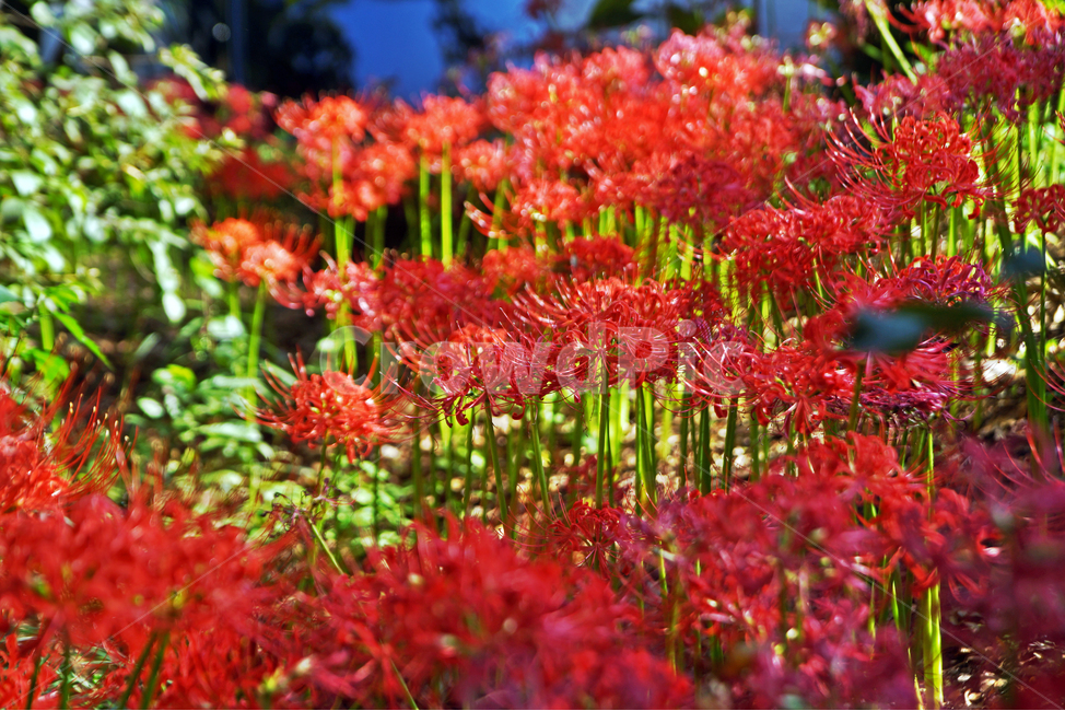 꽃무릇,상사화류,석산,독무릇,산오독,산두초,redspiderlily,가을,빨간꽃,수선화과,식물,화단용,꽃꽂이용,식물,자연,plants,nature,꽃,flower