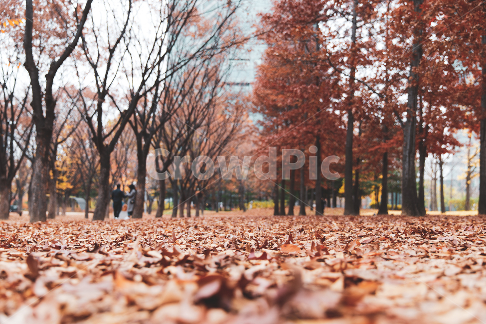 Olympic Park,fallen leaves,fall,desolation,maple,autumn,lonely,Maple,olympicpark