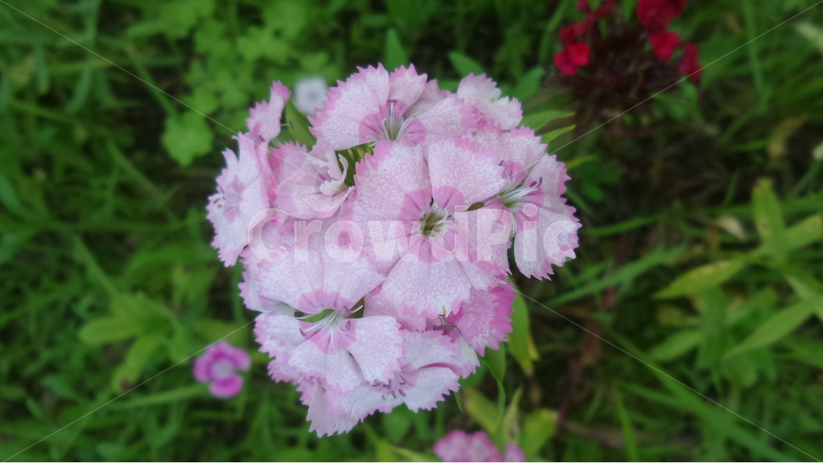 수염패랭이꽃,석죽과,자주색꽃,붉은색꽃,관상용,식물,자연,plants,nature,꽃,flower