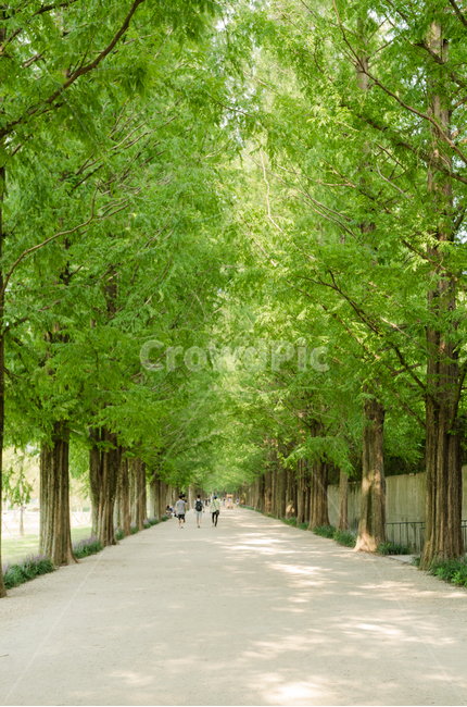 초록,나무,메타세콰이어길,나무길,초록색,자연,풍경,nature,landscape,한국자연풍경,한국자연경관,korea nature landscape,식물,plants,나무,trees,wood,person,사람,human,인간,outdoors,옥외,garden,정원