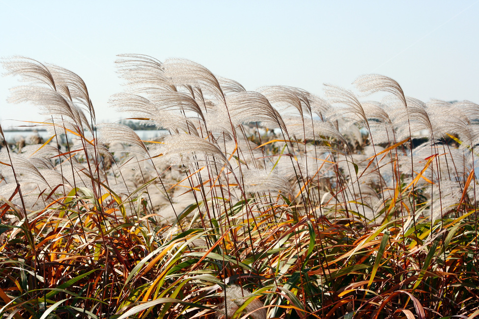 억새,억새풀,가을억새,식물,강변,가을,계절,fall,autumn,season