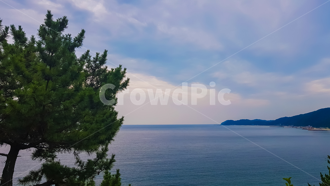 소나무,바다,하늘,감성,색감,파란색,나무,육지,섬,수평선