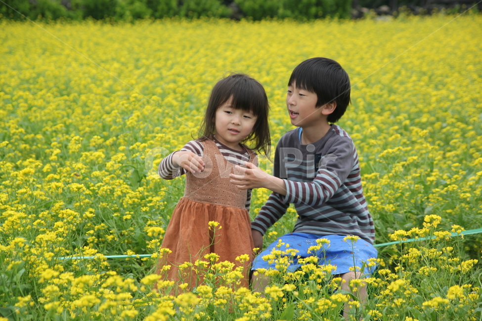 제주도,유채꽃,남매,아들,딸,꽃,field,대화,현실남매,어린이,어린아이,child,children,kid