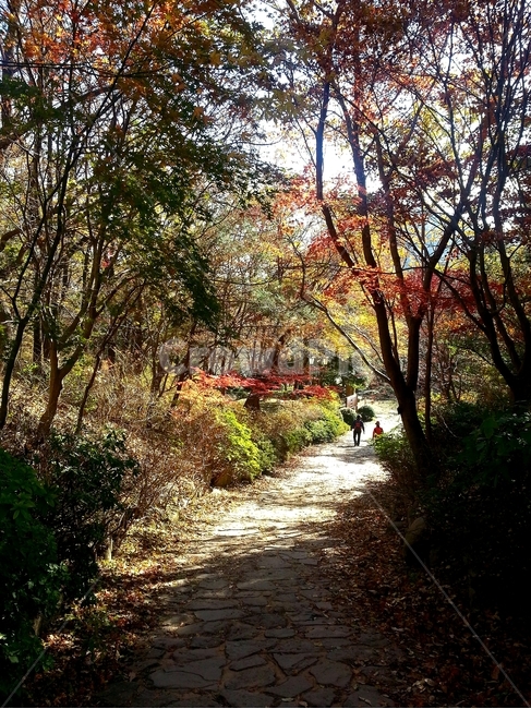 단풍,산,가을,등산,maple,노랑,부산,금정산,나무,단풍잎,자연,풍경,공원,숲,mountain,autumn,fall,mountainclimbing,tree,mapleleaf,nature,view,scenery,park,forest