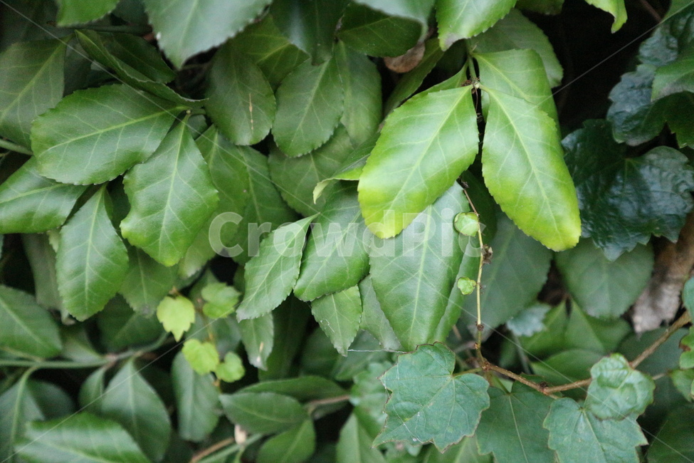 식물,초록,자연,green,나뭇잎,식물,자연,plants,nature