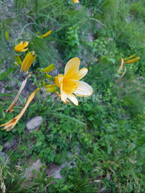 plant,식물,노랑꽃,노랑,자연,신선함,예쁨,식물,자연,plants,nature,꽃,flower