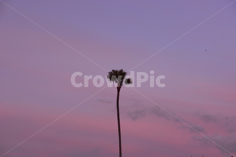 tree,나무,야자수,palmtree,노을,해변,바다,sunset,la,losangeles,california,beach,엘에이,미국,캘리포니아