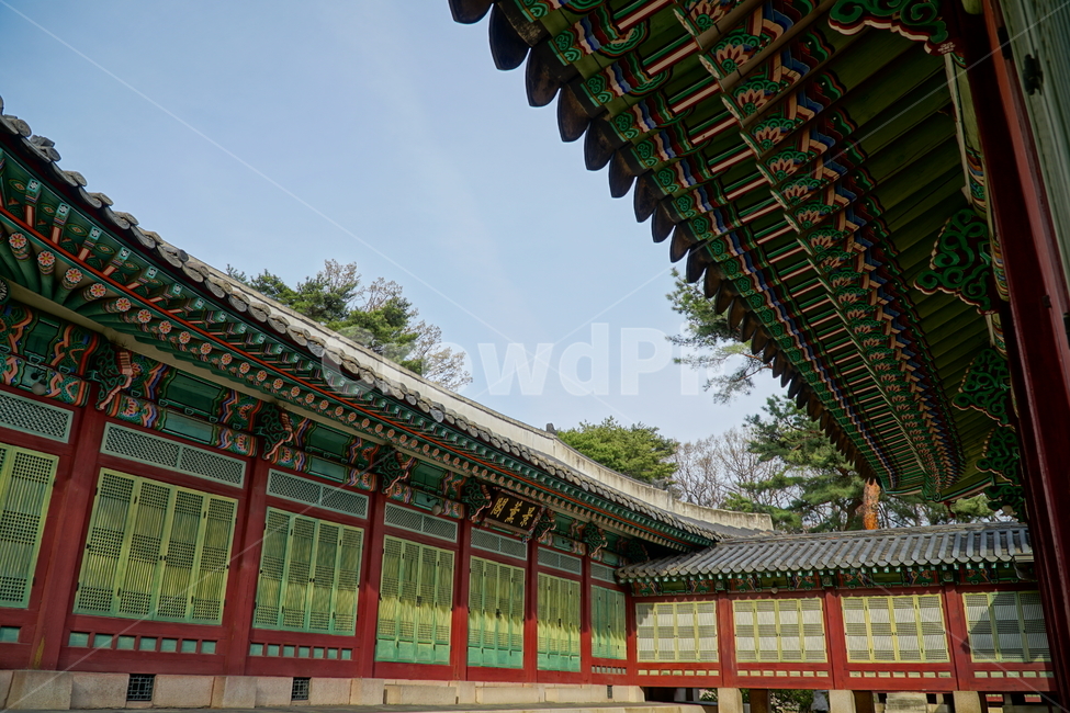 창덕궁,한국,korea,대한민국,서울,seoul,고궁,궁전,궁궐,조선,조선시대,조선왕조,왕궁,한옥,한국적인,한국문화,문화,한국전통,전통,문화재,전통문화,지붕,처마,담청,풍경,landscape,자연,nature,봄,봄꽃,spring,4월,april,기와,왕실,palace,changdeokgung,한국자연,한국풍경,나무,tree,하늘,sky,역사,히스토리,history,한국전통,한국문화,korean traditional,korean culture,건축물,건물외관,exterior,building,structure,architecture,construction