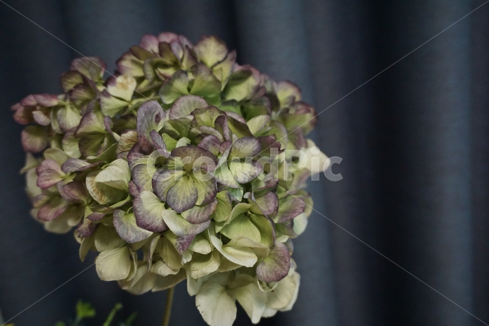 사진,꽃사진,꽃,수국,수국꽃,드라이플라워,FLOWER,flower,플라워,감성사진,느낌사진,이쁜사진,이쁜꽃,식물,자연,plants,nature,꽃,flower