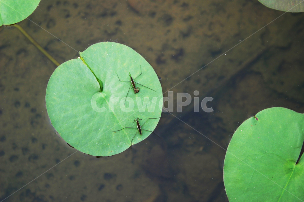 소금쟁이,냇물,곤충,풀잎,연못,동물,animal,곤충,벌레,insect,bug