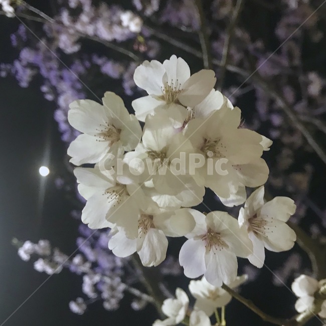 cherryblossom,벚꽃,blossom,식물,plant,꽃,flower