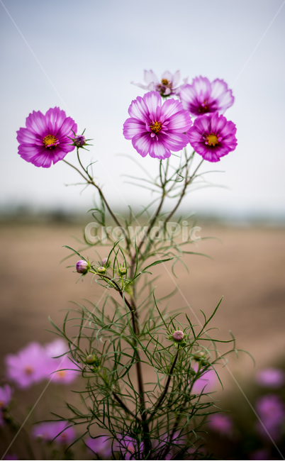 가을꽃,코스모스,보라색꽃,cosmos,꽃,식물,자연,plants,nature,꽃,flower