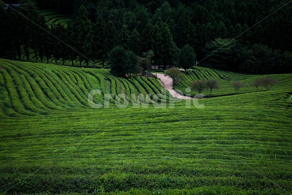 보성,녹차,녹차밭,풍경,자연,자연,풍경,nature,landscape,한국자연풍경,한국자연경관,korea nature landscape,산업,industry,industrial,농업,농사,agriculture,farming,farming industry,field,들,outdoors,옥외