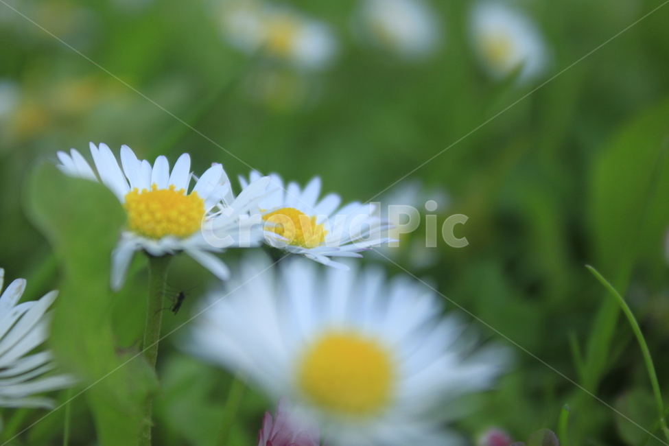 꽃,플라워,flower,daisy,데이지,공원,힐링,감성사진,식물,자연,plants,nature,꽃,flower