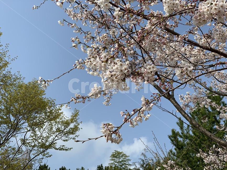 plant,식물,벚꽃,꽃,나무,봄,자연