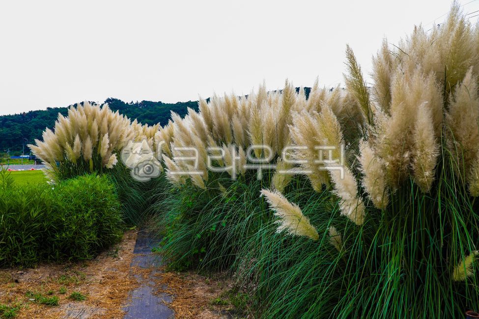 팜파스,팜파스그라스,대형억새,억새,팜파스식재,pampas,pampasgrass,bigbillionyearold,pampasvegetable