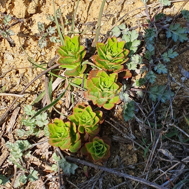 식물,plants,봄,spring,꽃,flower