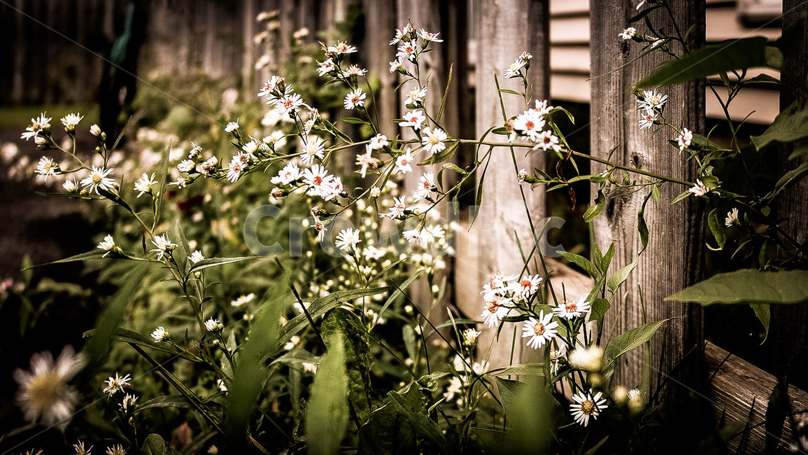 plant,식물,blossom,flower,꽃,식물,자연,plants,nature,꽃,flower