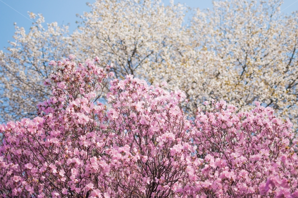 진달래,기쁨,한복,레이어,뭉게뭉게,봄,계절,spring,season,식물,자연,plants,nature,꽃,flower,plant,blossom