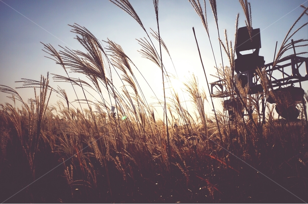 plant,식물,억새,하늘,풍경,가을,계절,fall,autumn,season