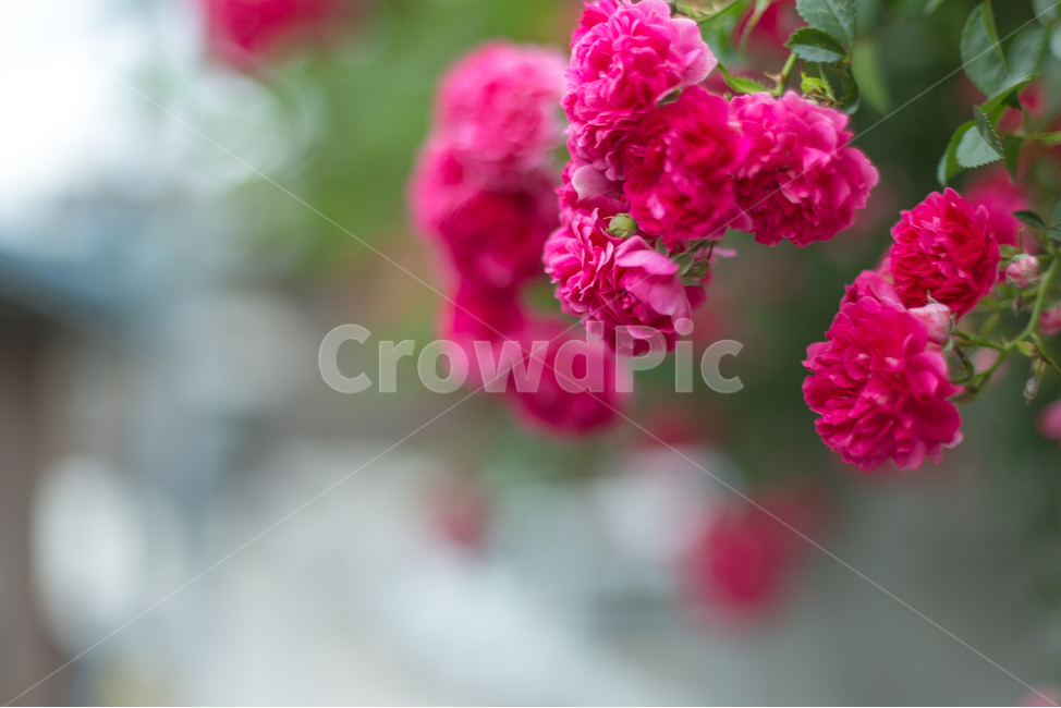 식물,꽃,자연,배경화면,꽃사진,풍경사진,감성사진,식물,자연,plants,nature,꽃,flower