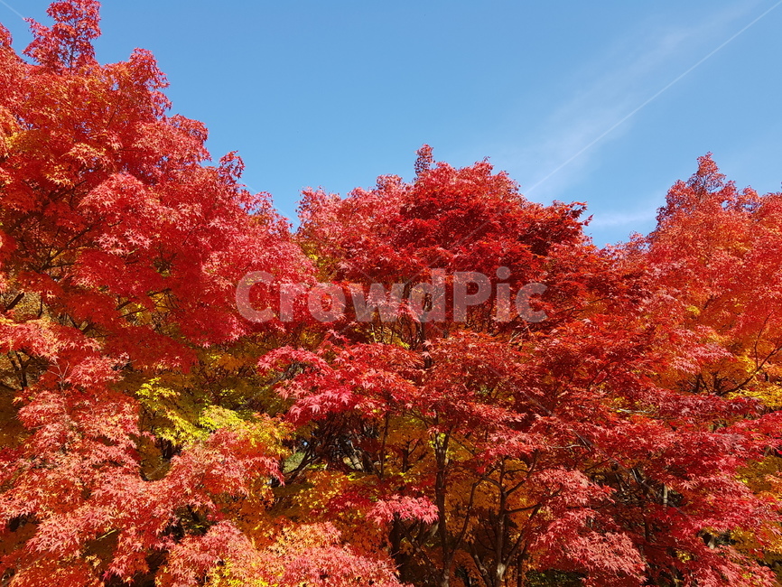 가을,단풍,나무,하늘,빨간색,가을,계절,fall,autumn,season,자연,풍경,nature,landscape,tree,plant,식물,maple