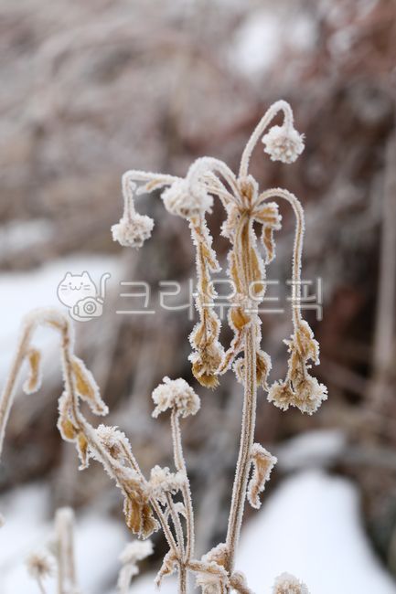 General Dong,sprout,Spring news,nature,harsh winter,winter,cold,ice,mistletoe,Frost,spring,Snow Flower,snow,december