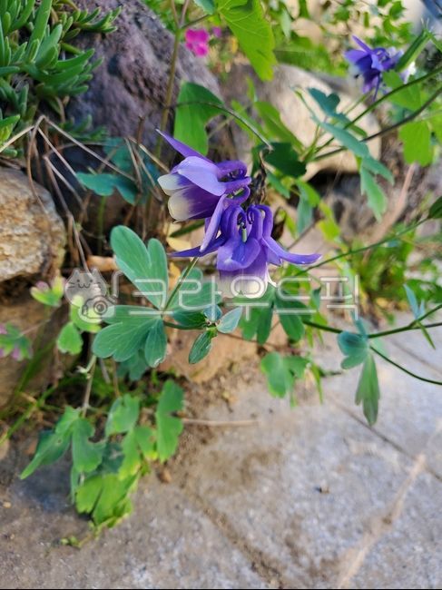 Sky Plum Claw,blossom,plant,flower