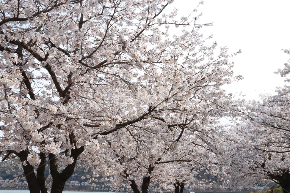 벚꽃,경주,벚꽃길,풍경,한국벚꽃,호수,벚꽃호수,봄,봄벚꽃,spring,flower,봄,계절,spring,season,자연,풍경,nature,landscape,plant,식물