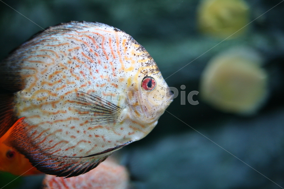animal,동물,fish,물고기,수조