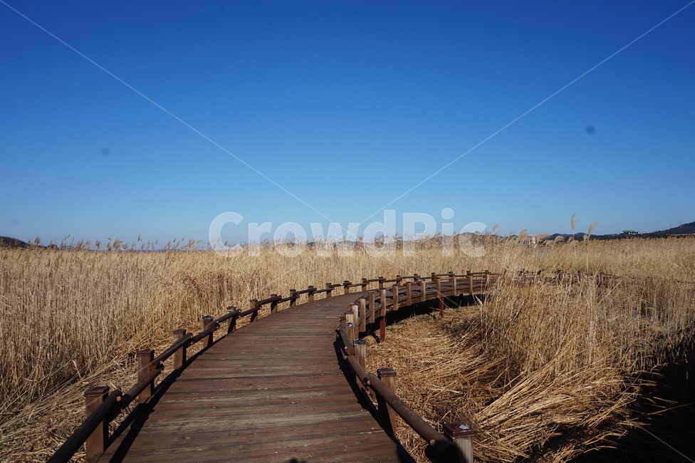 갈대,가을,억새,갈대밭,가을갈대,가을,계절,fall,autumn,season,자연,풍경,nature,landscape,bridge,다리,building,건물,boardwalk,산책로