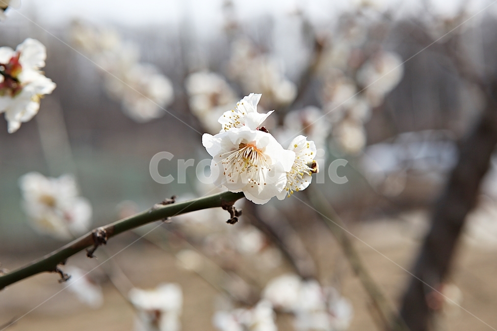 매화꽃,매화,꽃,꽃잎,봄꽃,봄,공원,식물,자연,식물,자연,plants,nature,꽃,flower